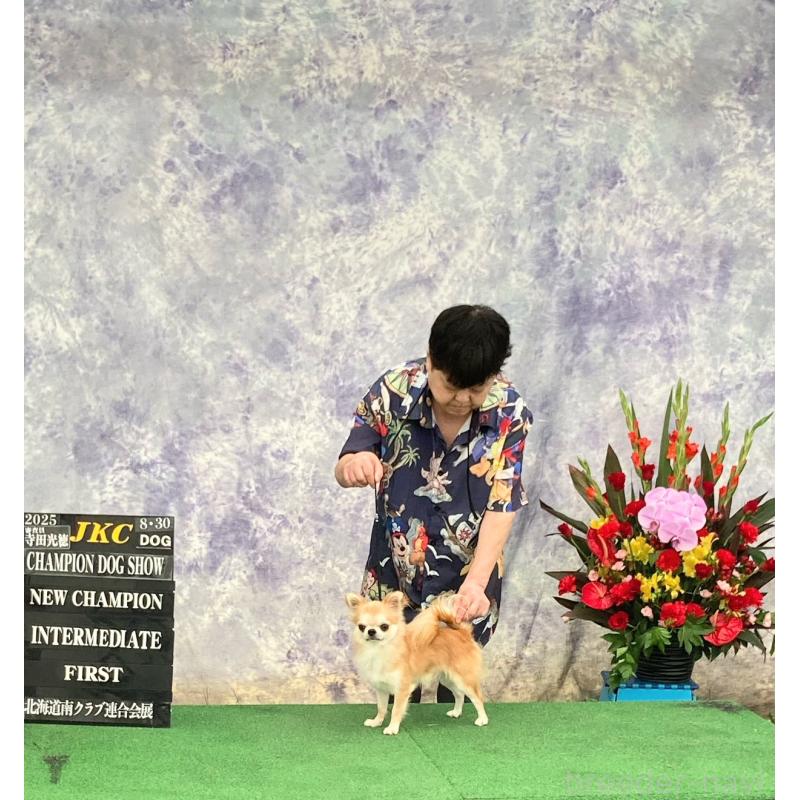 斎藤政美ブリーダーの詳細