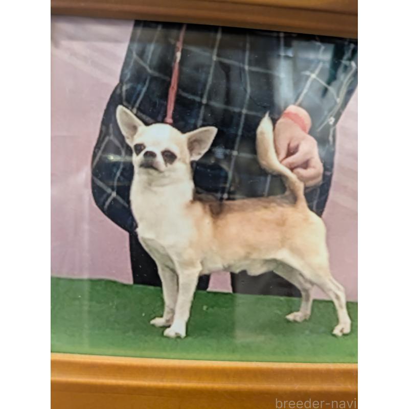 斎藤政美ブリーダーの詳細