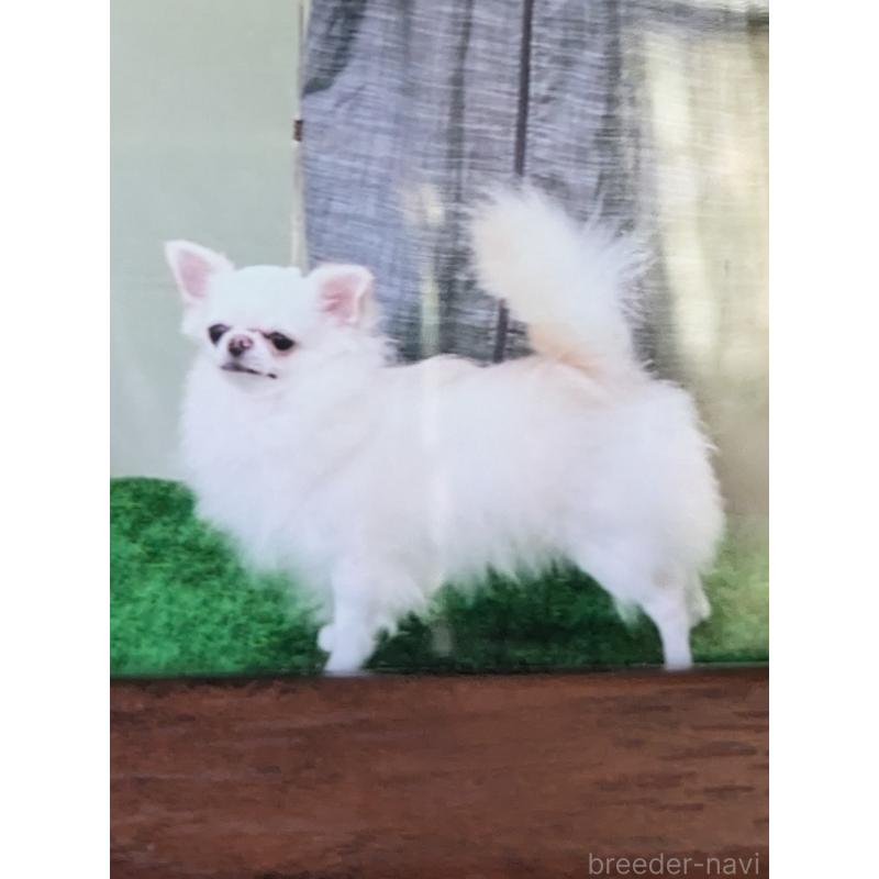 斎藤政美ブリーダーの詳細