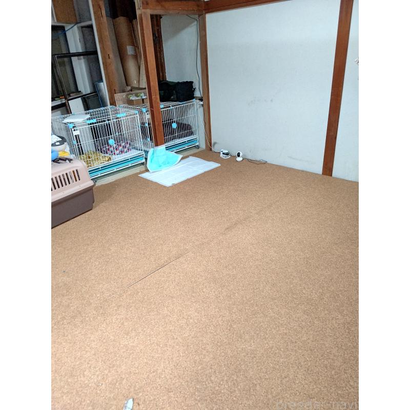 原陽子ブリーダーの詳細