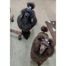 原陽子ブリーダー