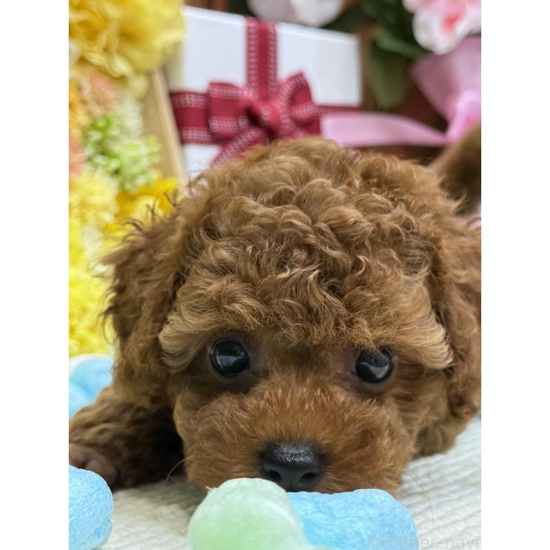 杉原沙緒里ブリーダーの詳細