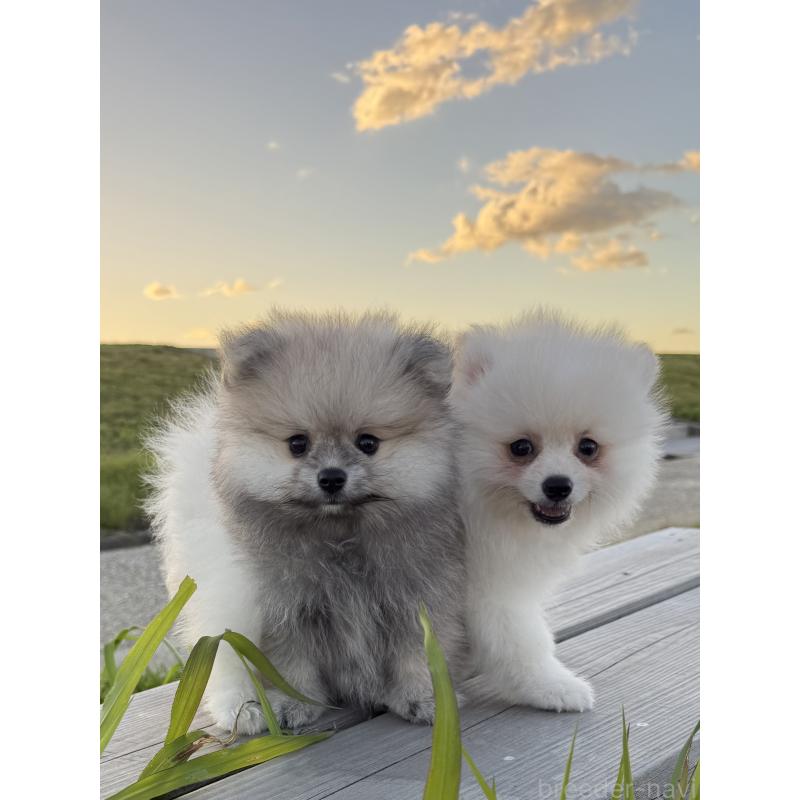 杉原沙緒里ブリーダーの詳細