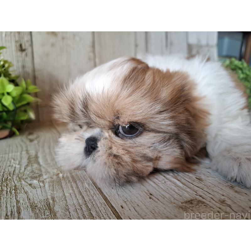 木村祐介ブリーダーの詳細