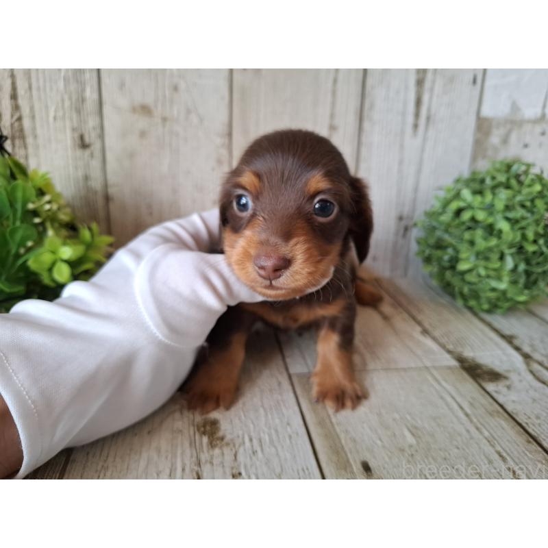 木村祐介ブリーダーの詳細