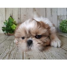 木村祐介ブリーダー