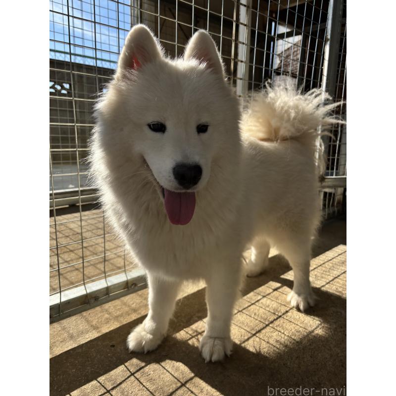 木下浩志ブリーダーの詳細