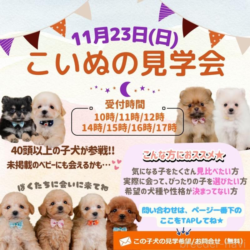 朝比奈杏奈ブリーダーの詳細の1枚目