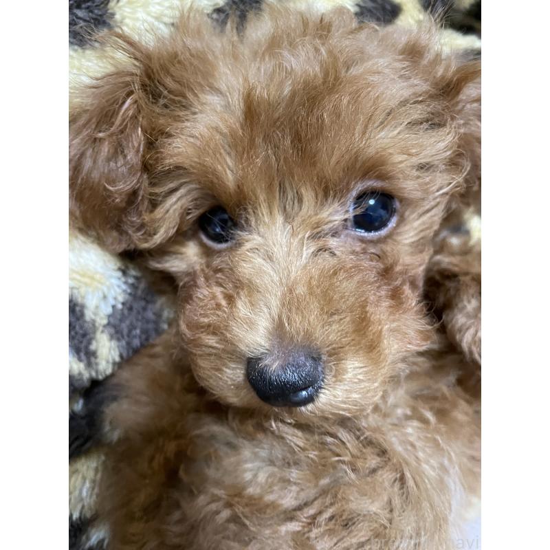 井上彩香ブリーダーの詳細