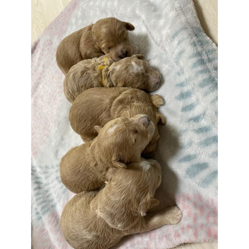 井上彩香ブリーダーの詳細