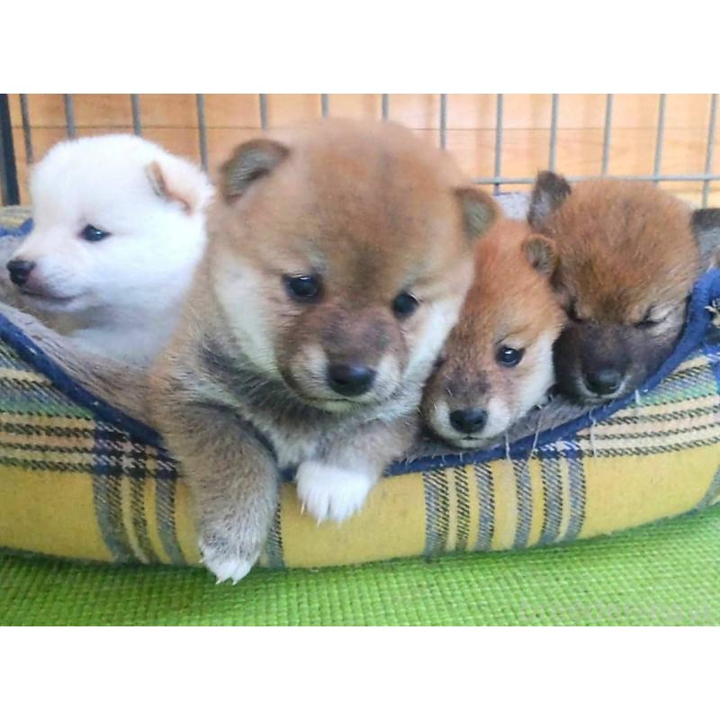 大谷信子ブリーダーの詳細