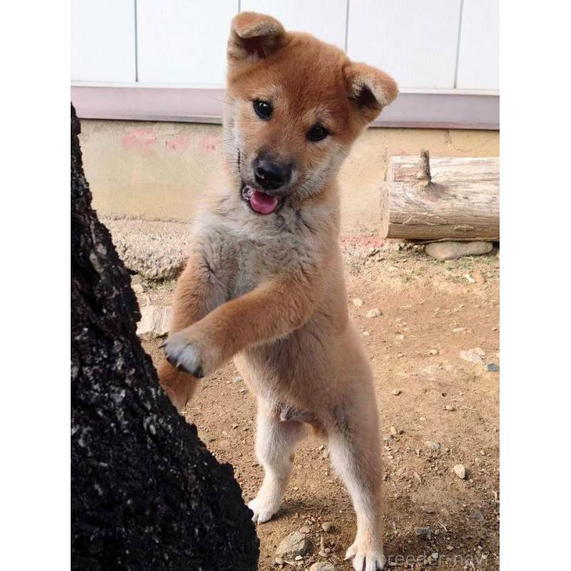 大谷信子ブリーダーの詳細