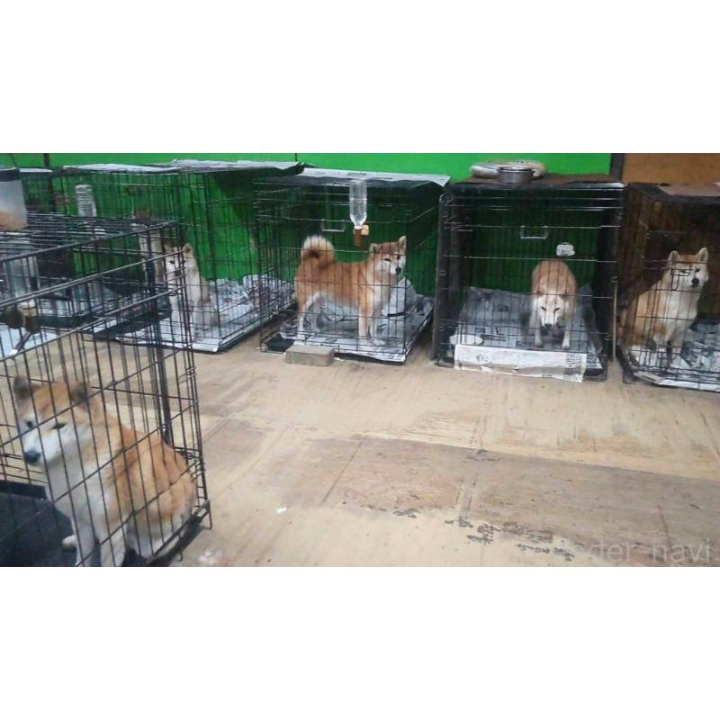 大谷信子ブリーダーの詳細