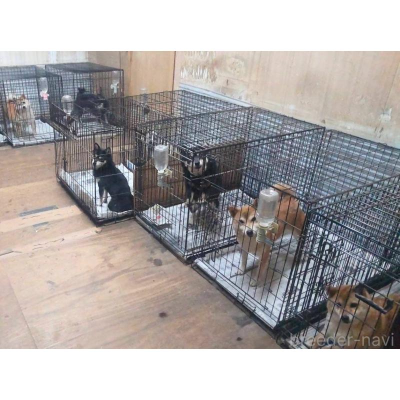 大谷信子ブリーダーの詳細