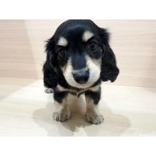 ♀︎カニンヘンダックスフンド(ロングヘアード)