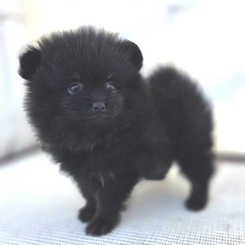 茨城県のポメラニアン｜男の子・2025/09/30生まれ・ブラック(黒)（子犬