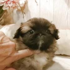 ♀︎ペキニーズ