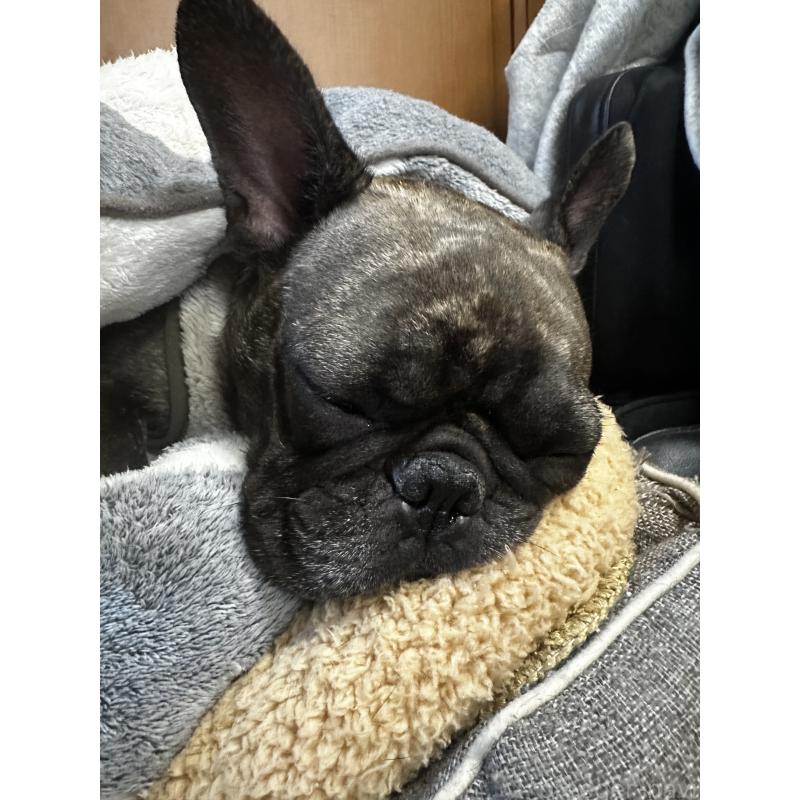 小林昌美ブリーダーの詳細