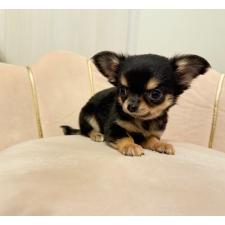 ♀︎チワワ(ロングコート)