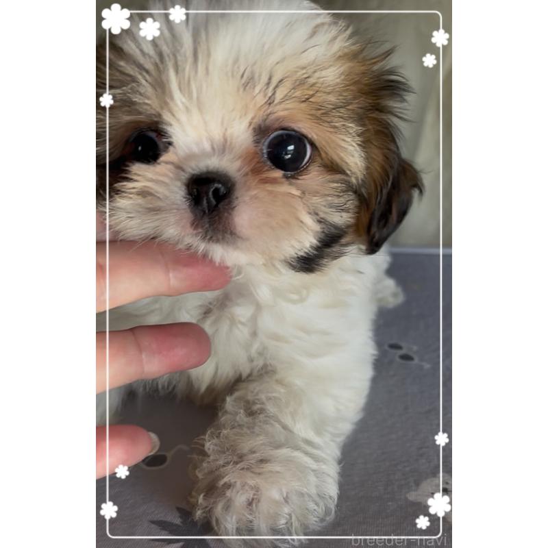 チワズー:チワワ×シーズーの子犬を探す｜ブリーダーナビ