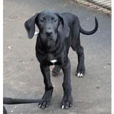 ♀︎グレートデン