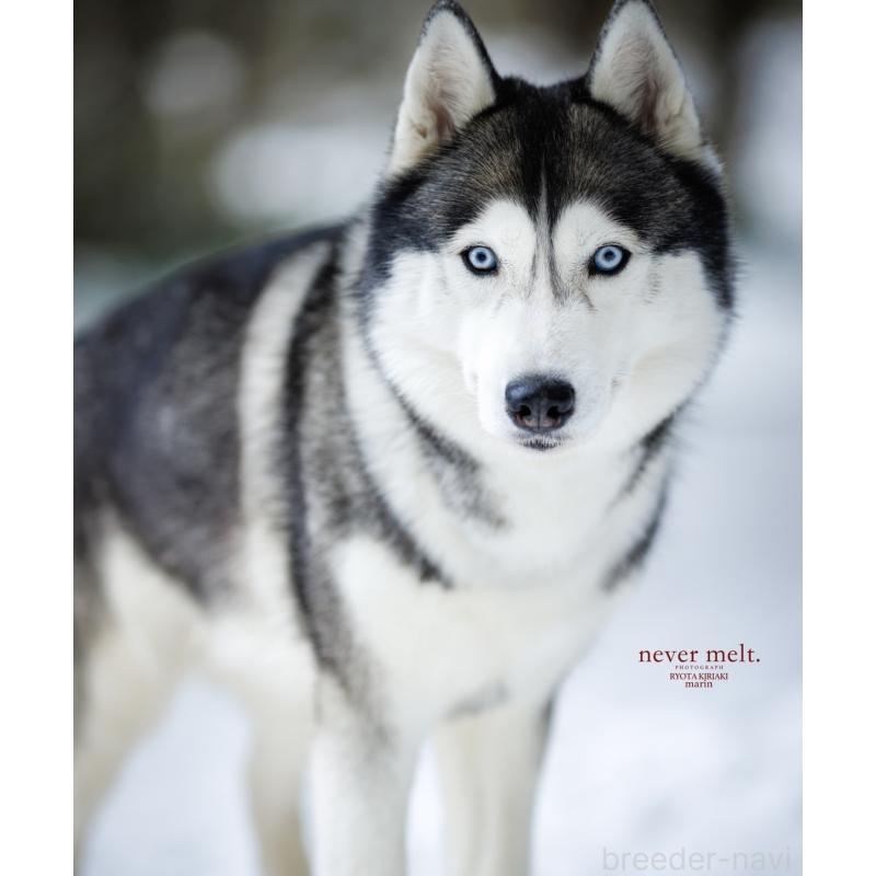 佐藤清美ブリーダーの詳細の1枚目