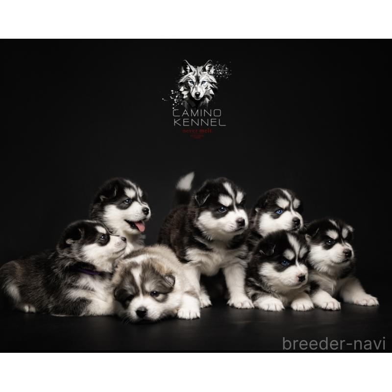 佐藤清美ブリーダーの詳細