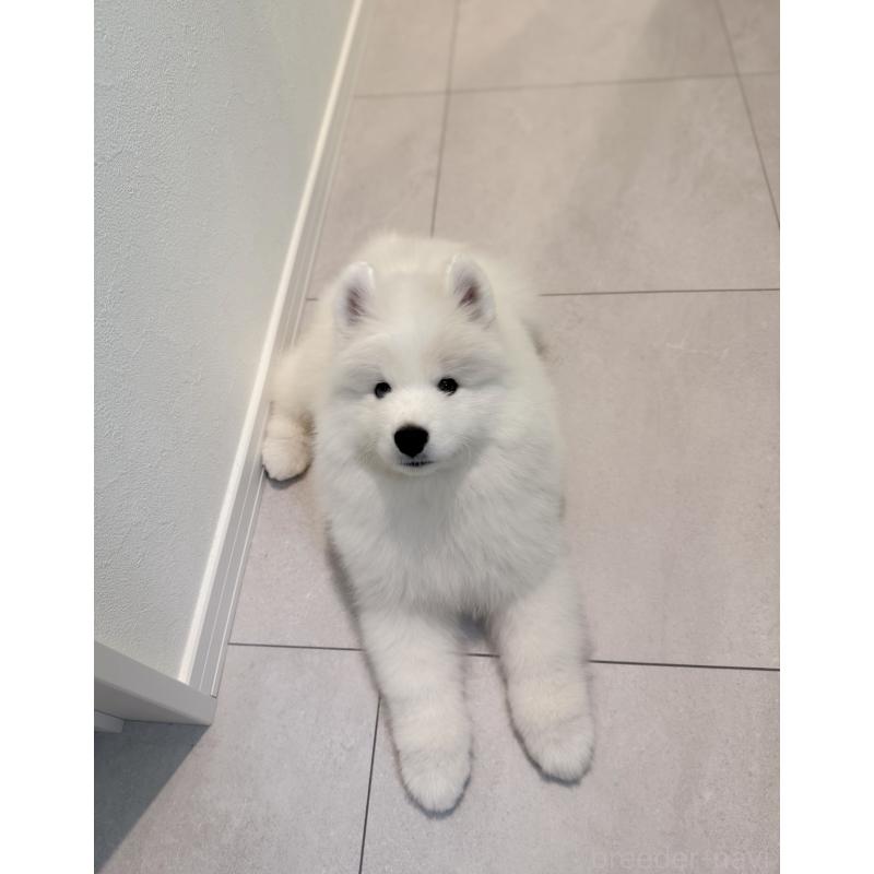 佐藤清美ブリーダーの詳細