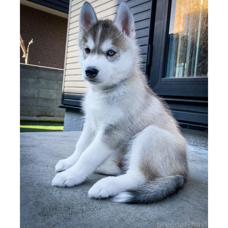 佐藤清美ブリーダーの詳細