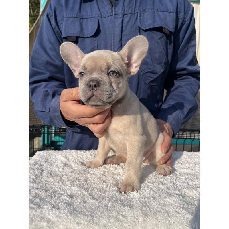 成約済の愛媛県のフレンチブルドッグ-424410の7枚目