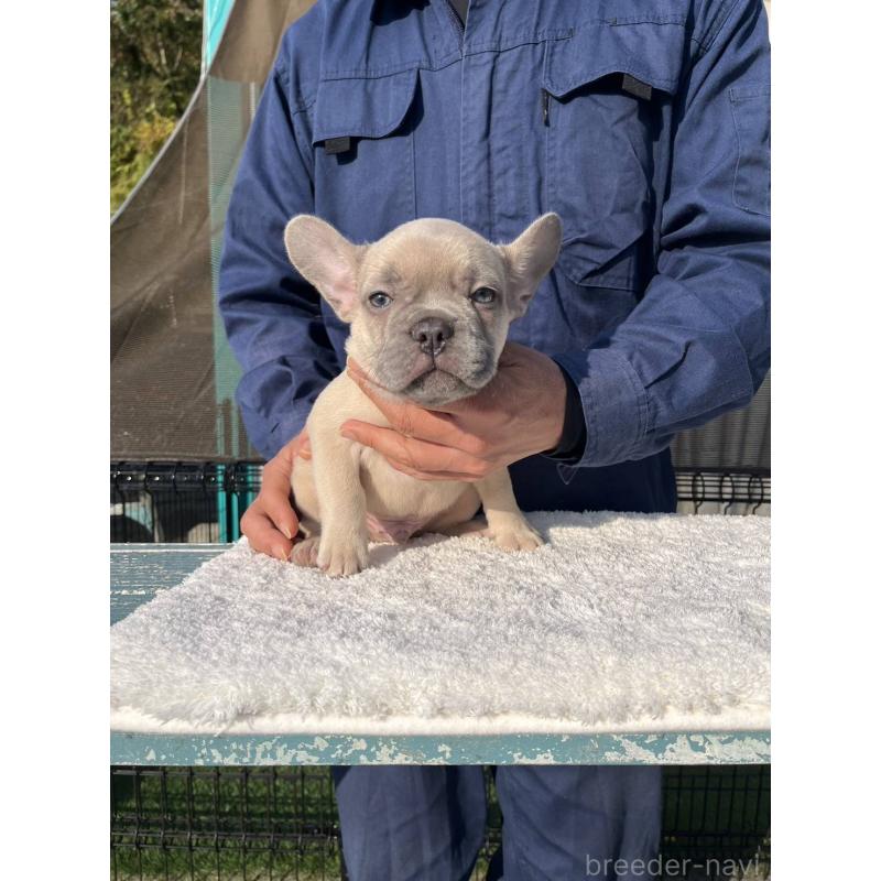 成約済の愛媛県のフレンチブルドッグ-424410の6枚目