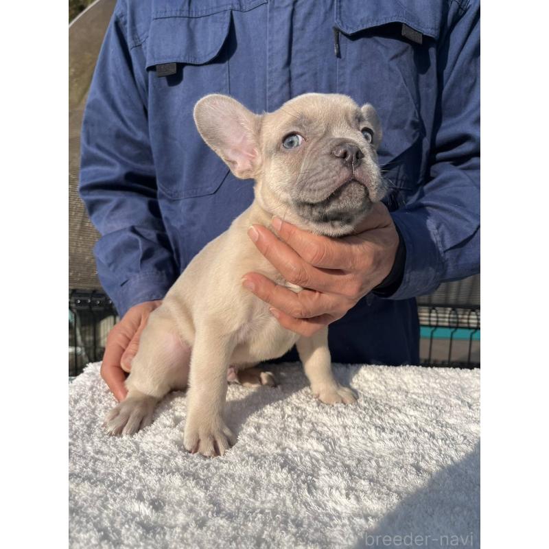 成約済の愛媛県のフレンチブルドッグ-424410の5枚目