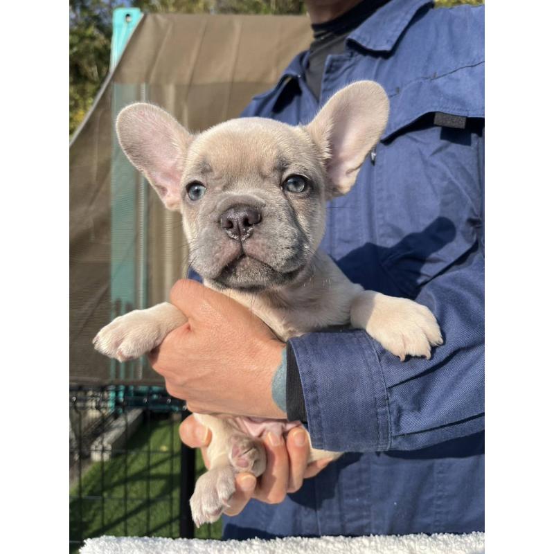 成約済の愛媛県のフレンチブルドッグ-424410の4枚目