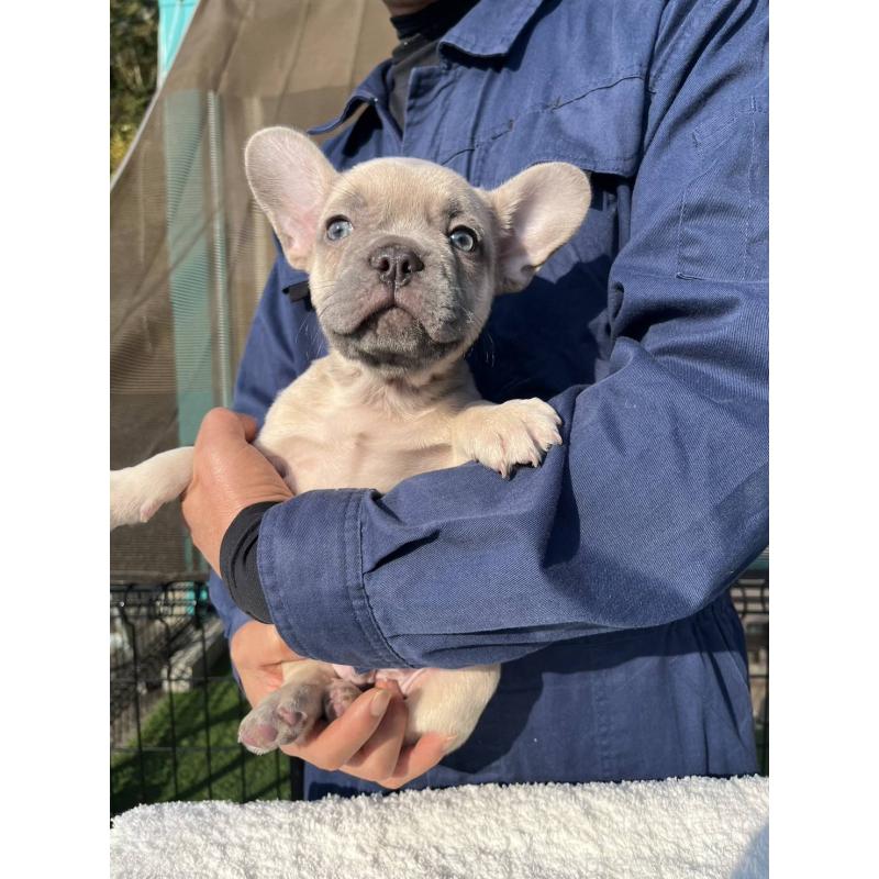 凄くかわいい男の子
気になる事は何でも聞いてください
見たいだけ購入意思のない方の見学はお断りさせてもらってます、ご理解の程よろしくお願いします
岡山県での引き渡しも可能です