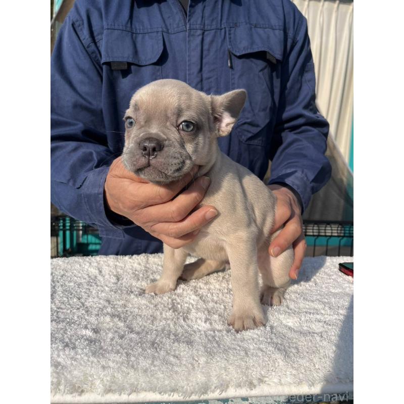 成約済の愛媛県のフレンチブルドッグ-424410の3枚目
