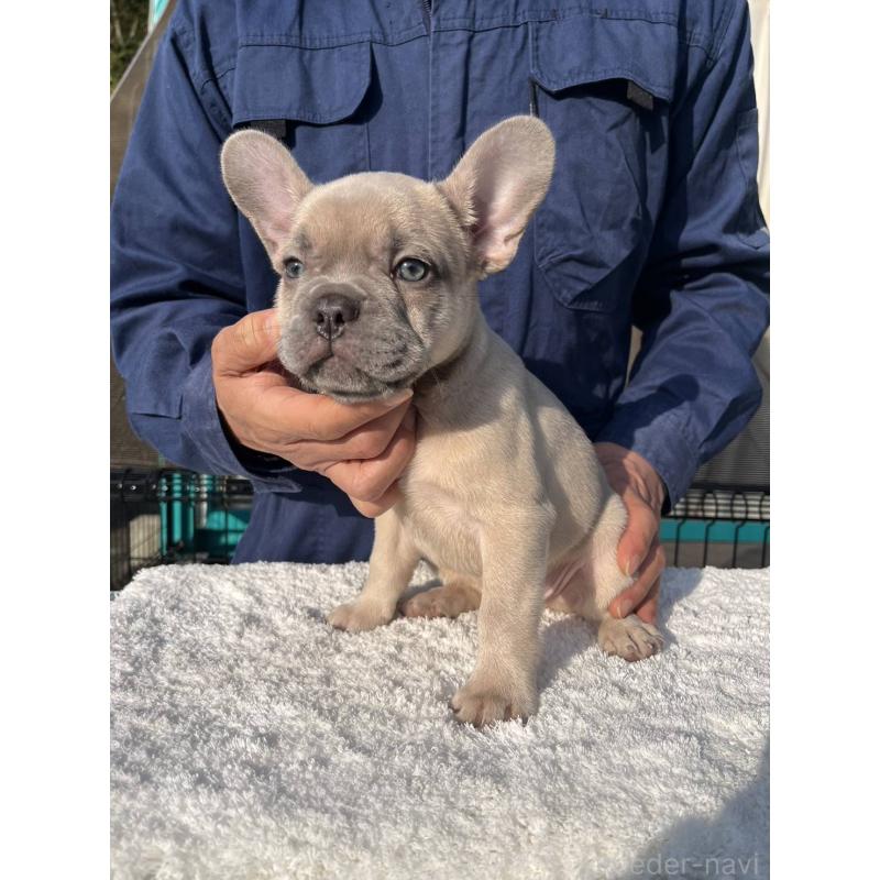 成約済の愛媛県のフレンチブルドッグ-424410の2枚目