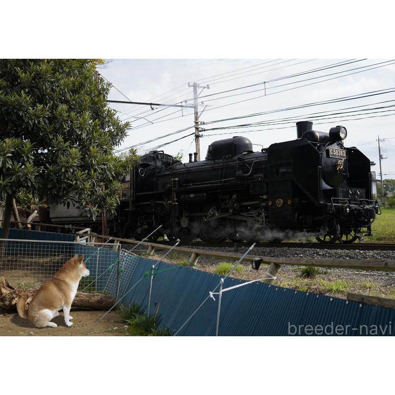 大谷信子ブリーダーの詳細