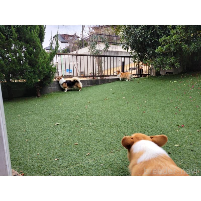 佐藤玲子ブリーダーの詳細