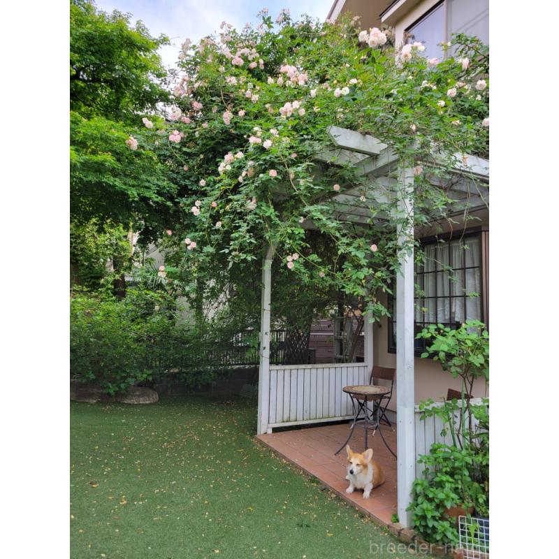 佐藤玲子ブリーダーの詳細