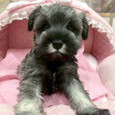 ♀︎ミニチュアシュナウザー