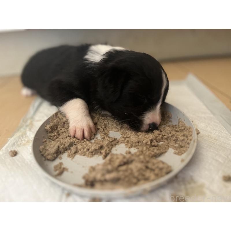 古賀伊織ブリーダーの詳細