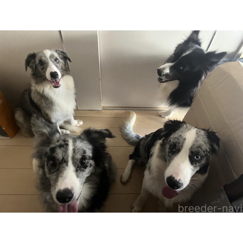 古賀伊織ブリーダーの詳細