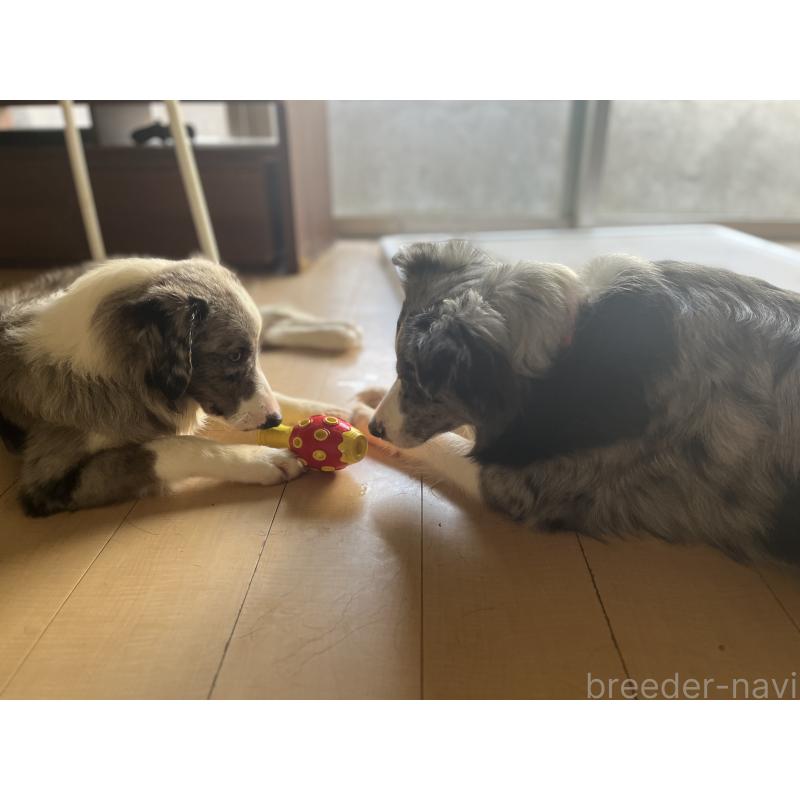 古賀伊織ブリーダーの詳細