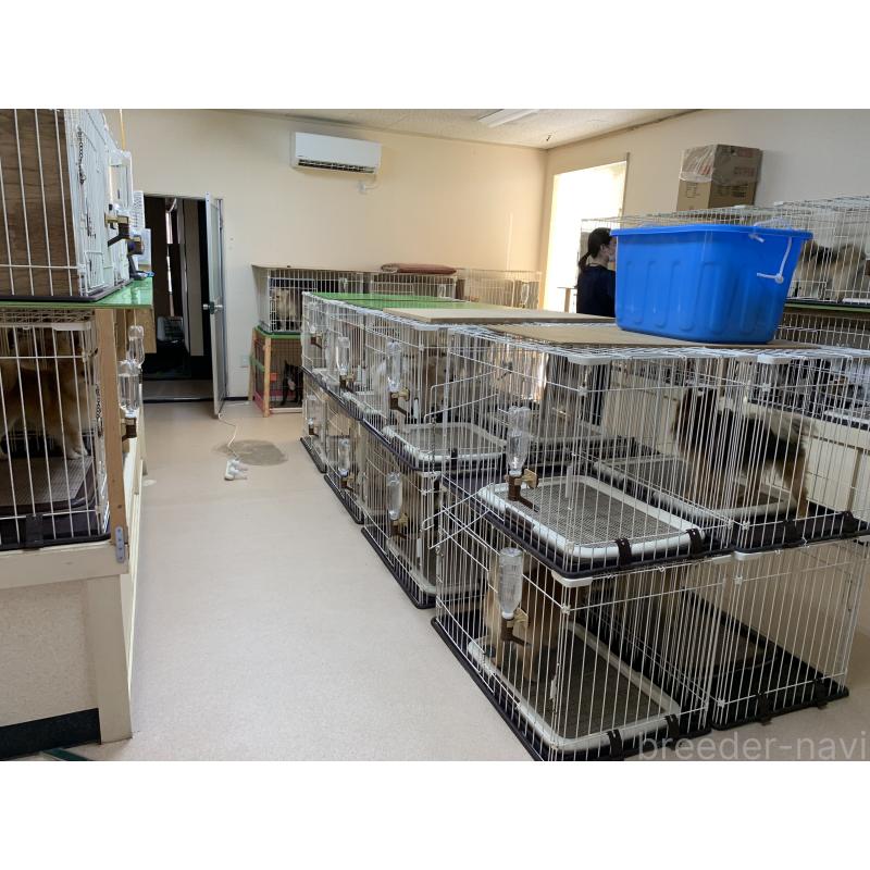 浅原光男ブリーダーの詳細