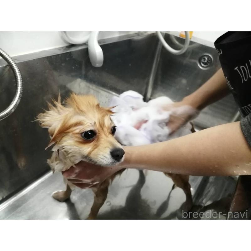 浅原光男ブリーダーの詳細