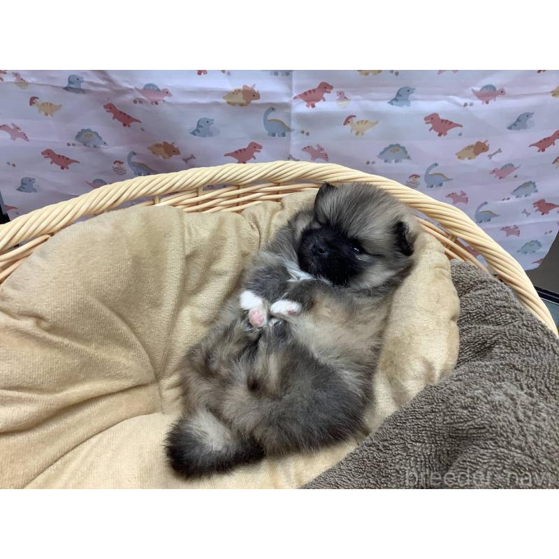 浅原光男ブリーダーの詳細