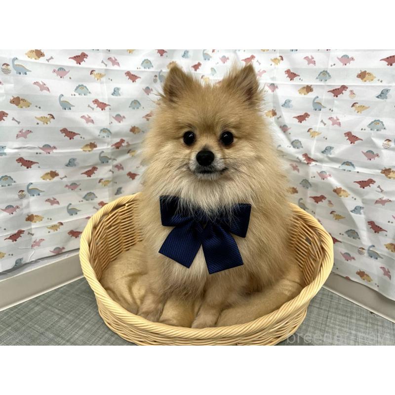 浅原光男ブリーダーの詳細