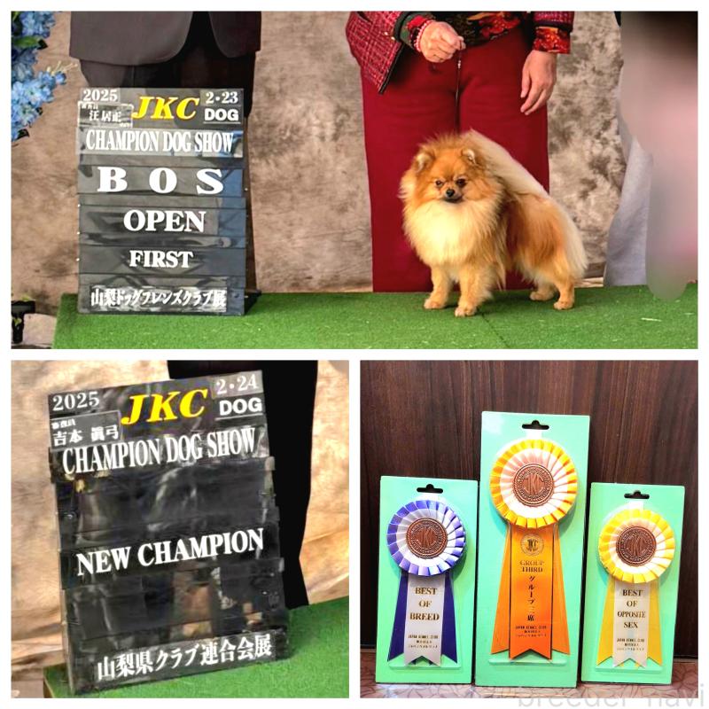 小笠原真由美ブリーダーの詳細の1枚目