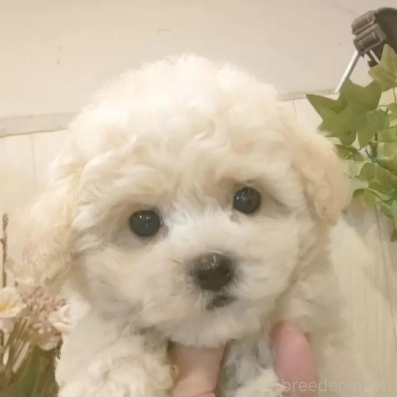 ♀︎ビションフリーゼ