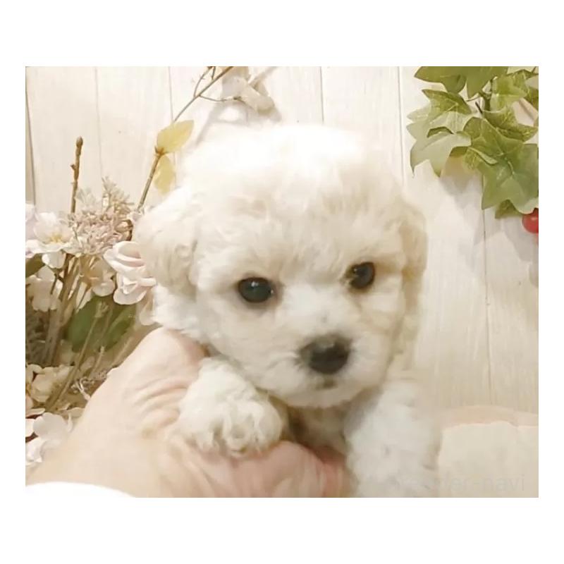 成約済の愛知県のビションフリーゼ-422477の10枚目